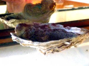 artist's shell